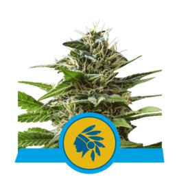 Semillas feminizadas Tatanka Pure CBD Royal Queen