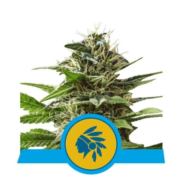 Semillas feminizadas Tatanka Pure CBD Royal Queen