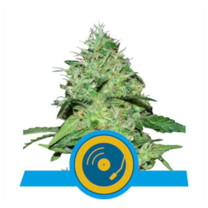 Semillas feminizadas Joanne's CBD Royal Queen