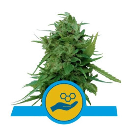 Semillas feminizadas Solomatic CBD Royal Queen