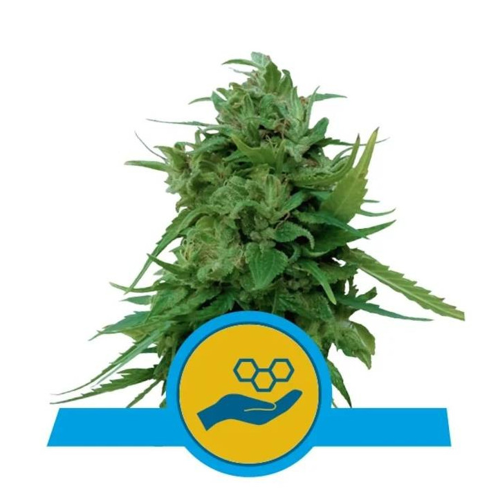 Semillas feminizadas Solomatic CBD Royal Queen
