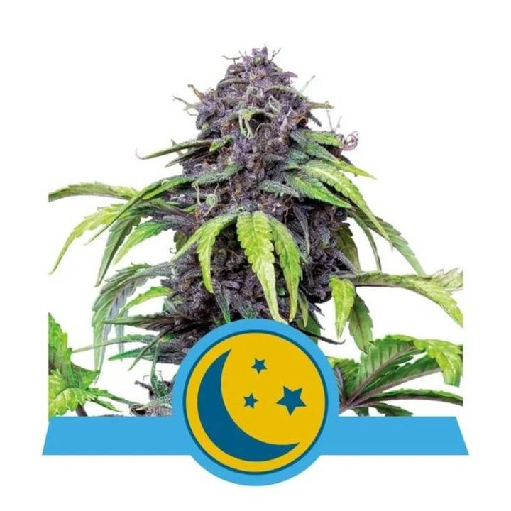 Semillas feminizadas Purplematic CBD Royal Queen