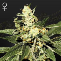 Semillas feminizadas Train Wreck de Green House