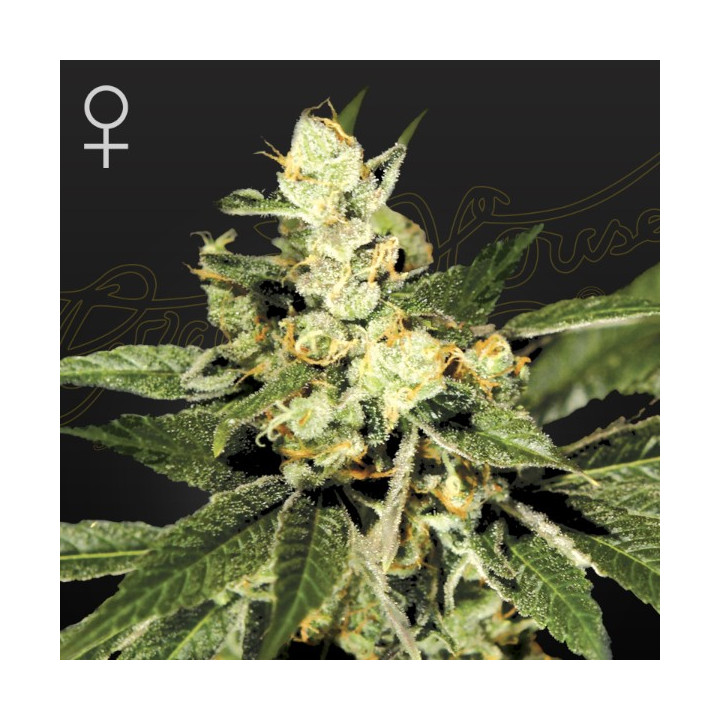 Semillas feminizadas Train Wreck de Green House