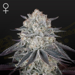 Semillas feminizadas Fullgas! de Green House
