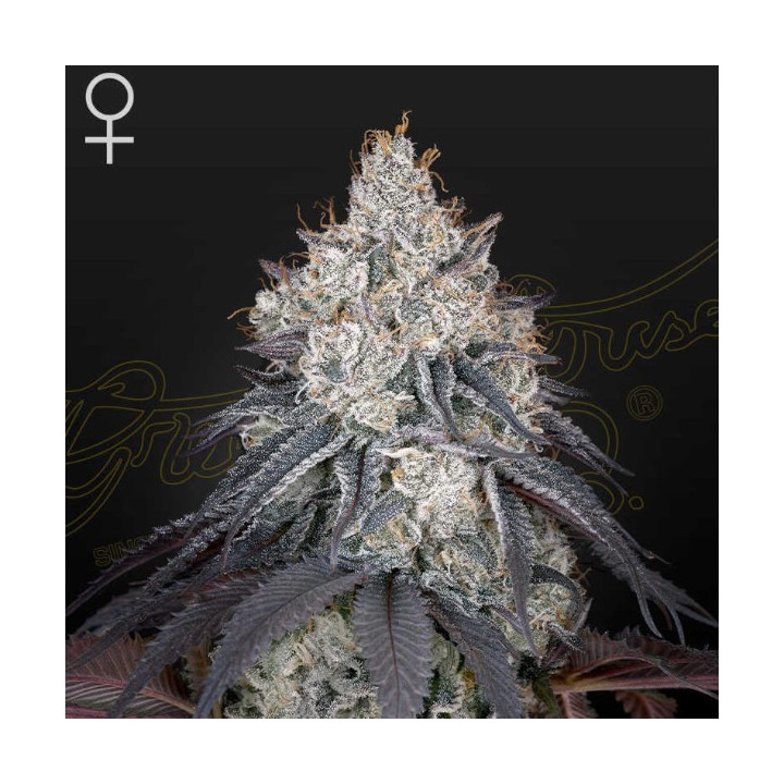 Semillas feminizadas Lemon Orange de Green House