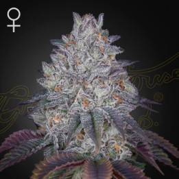 Semillas feminizadas King’s Tart de Green House