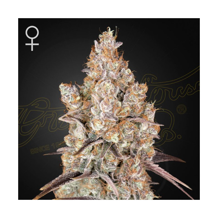 Semillas feminizadas Holy Snow de Green House