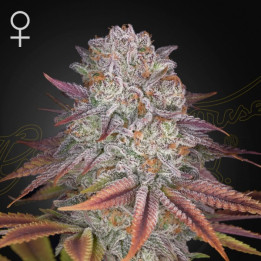 Semillas feminizadas Pulp Friction de Green House