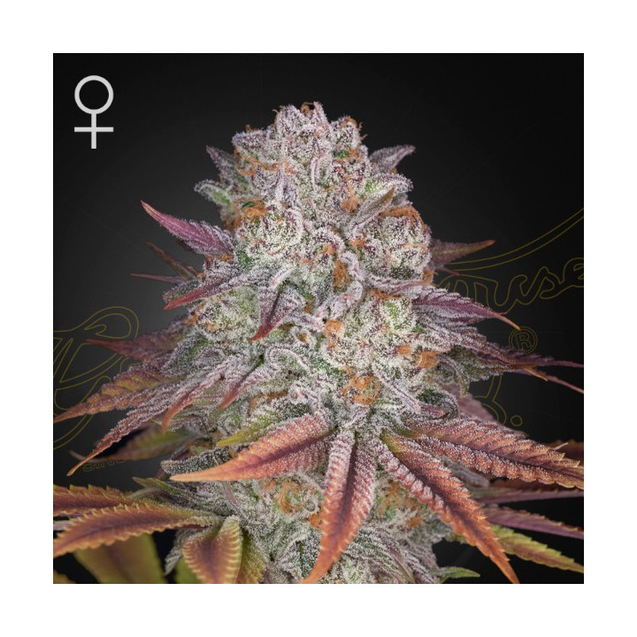 Semillas feminizadas Pulp Friction de Green House
