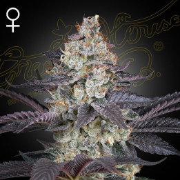 Semillas feminizadas Ztrawberry de Green House