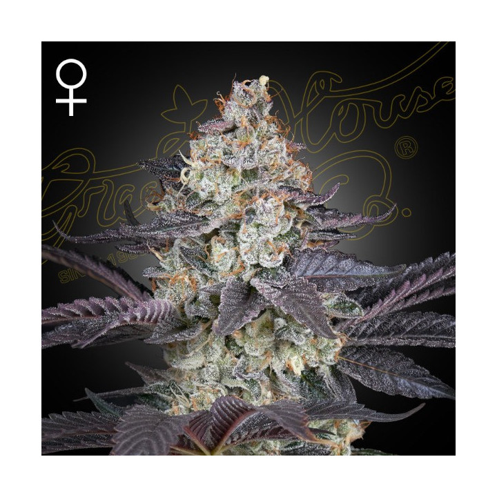 Semillas feminizadas Ztrawberry de Green House