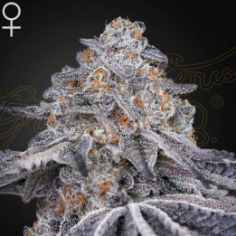 Semillas feminizadas Velvet Moon de Green House
