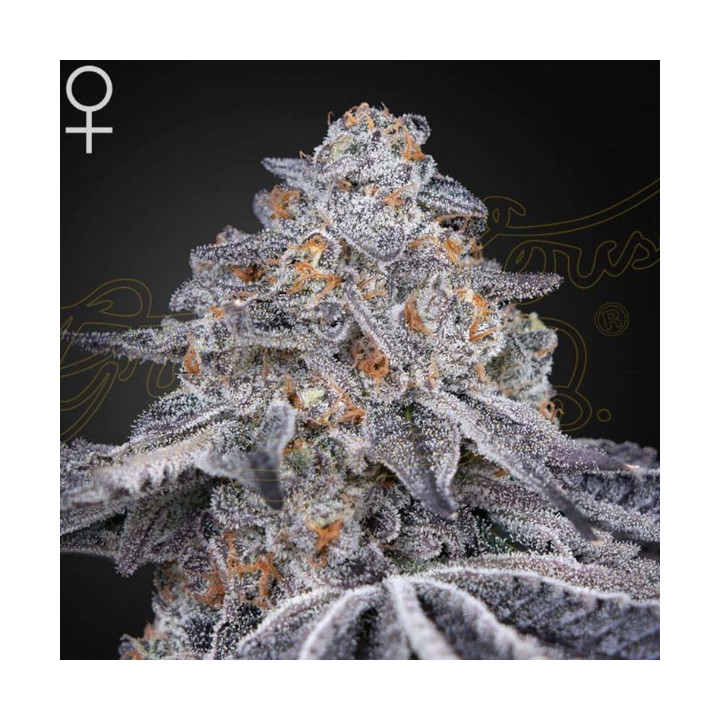 Semillas feminizadas Velvet Moon de Green House