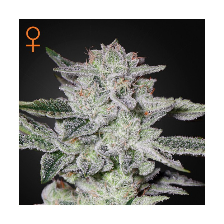 Semillas feminizadas Sweet Valley Kush de Green House
