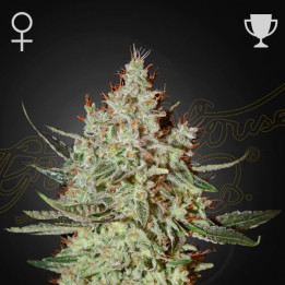 Semillas feminizadas GH Cheese de Green House
