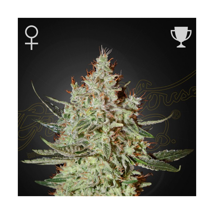 Semillas feminizadas GH Cheese de Green House