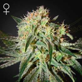 Semillas feminizadas Damn Sour de Green House