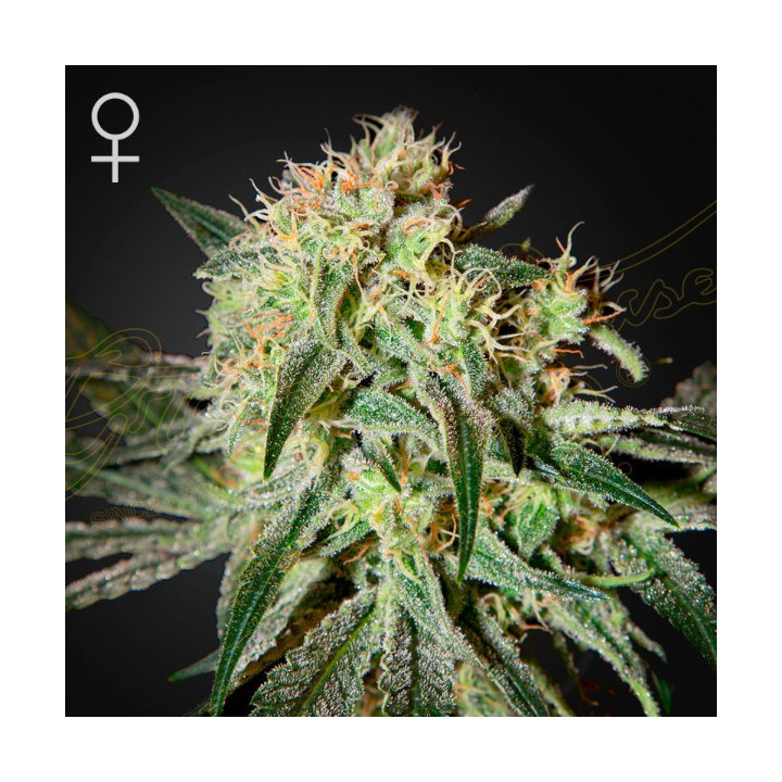 Semillas feminizadas Damn Sour de Green House