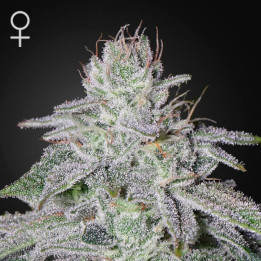 Semillas feminizadas Francos Lemon Cheese de Green House