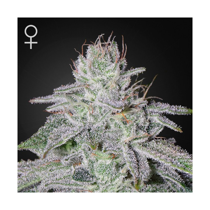 Semillas feminizadas Francos Lemon Cheese de Green House
