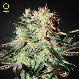 Semillas feminizadas Arjans Strawberry Haze de Green House