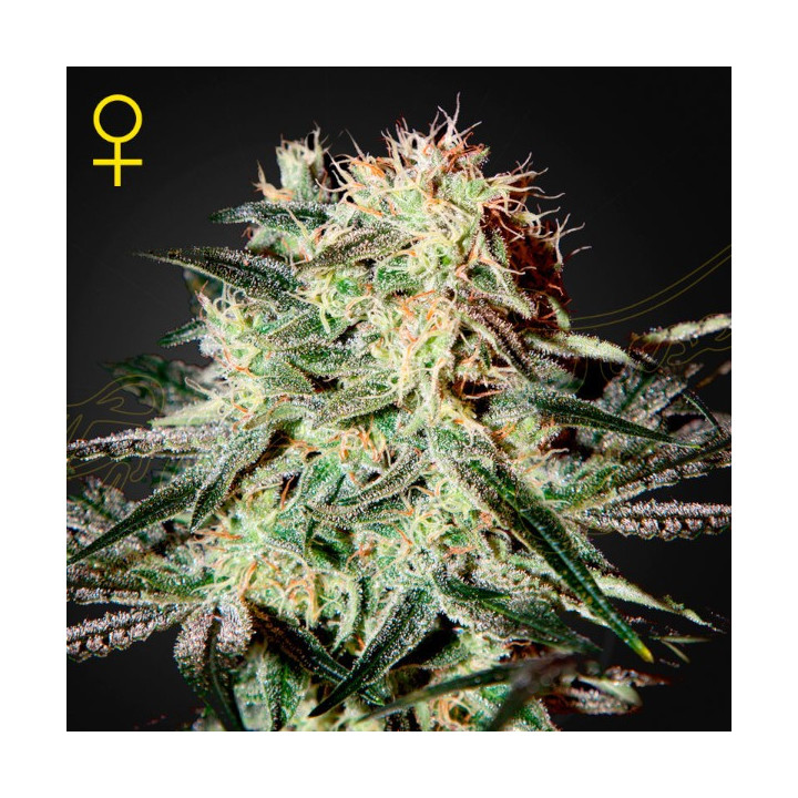 Semillas feminizadas Arjans Strawberry Haze de Green House