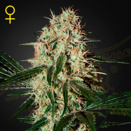 Semillas feminizadas Arjans Haze 3 de Green House