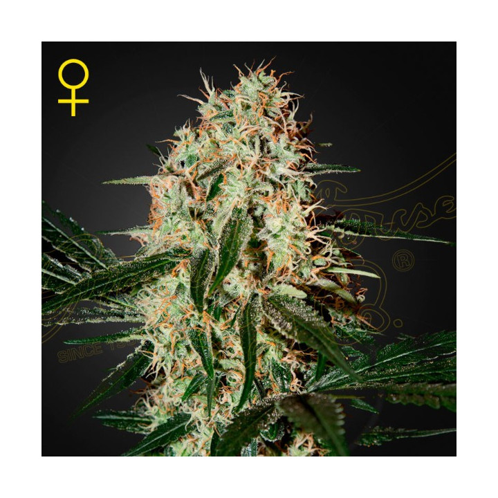 Semillas feminizadas Arjans Haze 3 de Green House