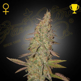 Semillas feminizadas Arjans Ultra Haze 1 de Green House