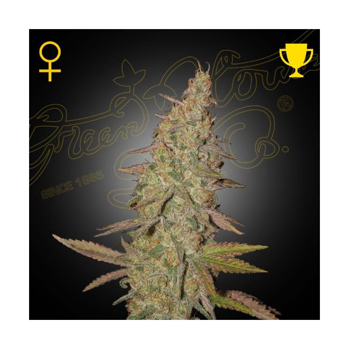 Semillas feminizadas Arjans Ultra Haze 1 de Green House