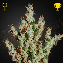 Semillas feminizadas NL5 Haze Mist de Green House