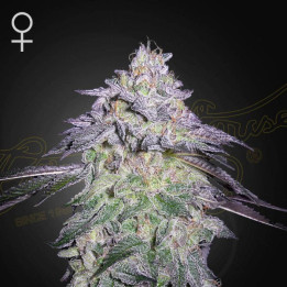 Semillas feminizadas Nori Cake de Green House