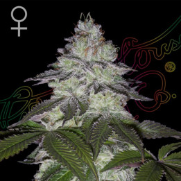 Semillas feminizadas Milky Dreams de Green House