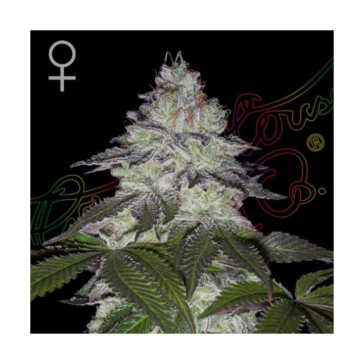 Semillas feminizadas Milky Dreams de Green House