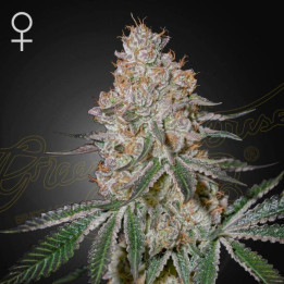 Semillas feminizadas HighCloudz de Green House