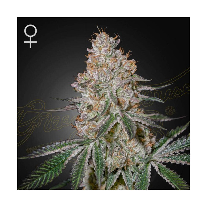 Semillas feminizadas HighCloudz de Green House