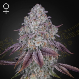 Semillas feminizadas Persian Pie de Green House