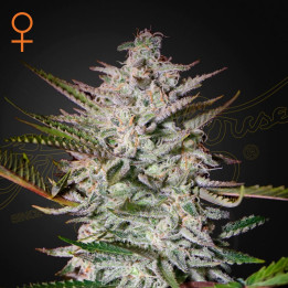 Semillas feminizadas Holy Punch de Green House