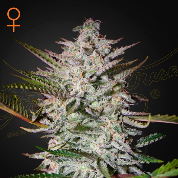 Semillas feminizadas Holy Punch de Green House