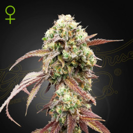 Semillas Autoflorecientes West Coast Og x Gelato 41 Auto de Green House