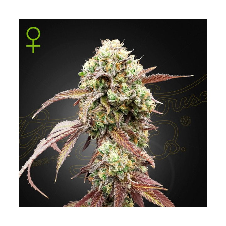 Semillas Autoflorecientes West Coast Og x Gelato 41 Auto de Green House