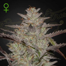 Semillas Autoflorecientes Alienz Auto de Green House