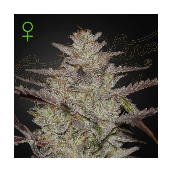 Semillas Autoflorecientes Alienz Auto de Green House