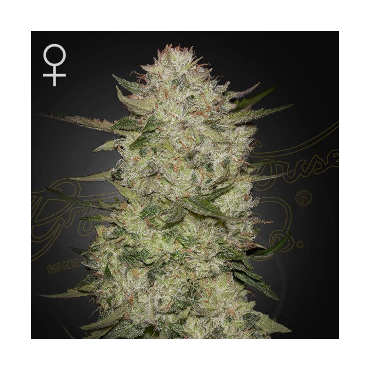 Semillas Autoflorecientes HighCloudz Auto de Green House