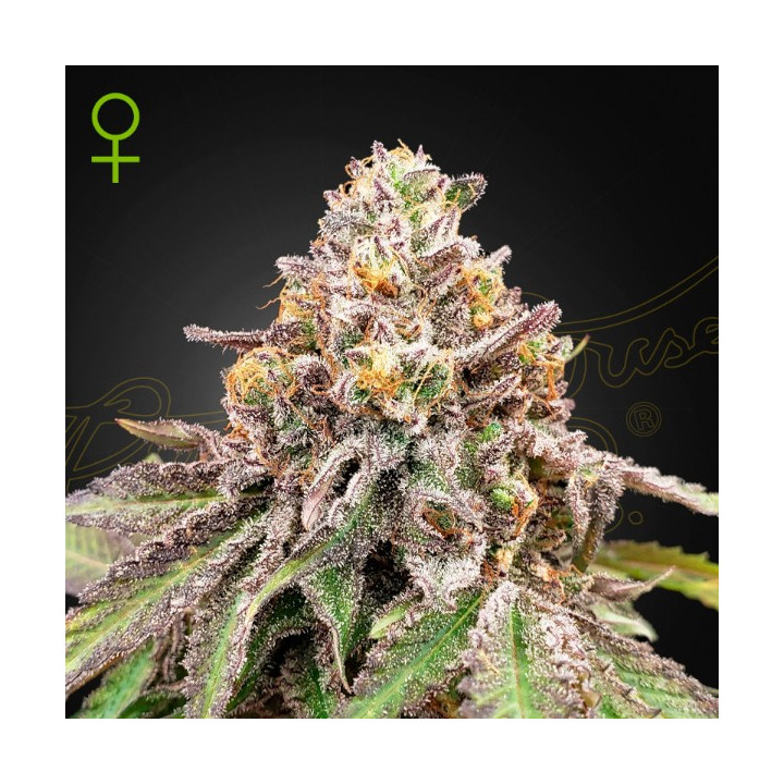 Semillas Autoflorecientes Blue Haze x Gelato 41 Auto de Green House