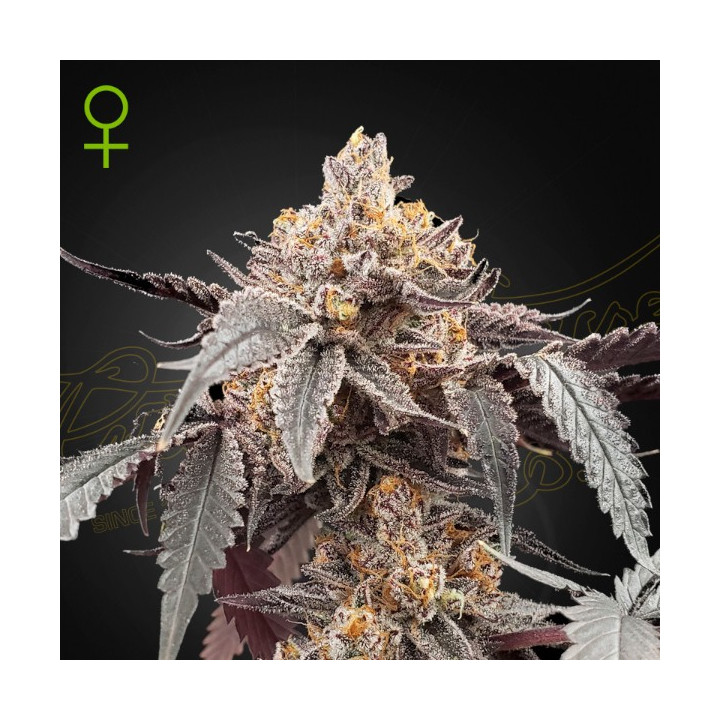 Semillas Autoflorecientes Guava x Gelato 41 Auto de Green House