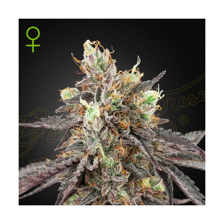 Semillas Autoflorecientes Gelato 41 x Gelato 41 Auto de Green House