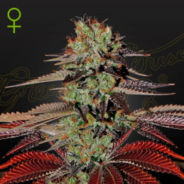Semillas Autoflorecientes Kings Kush Auto de Green House
