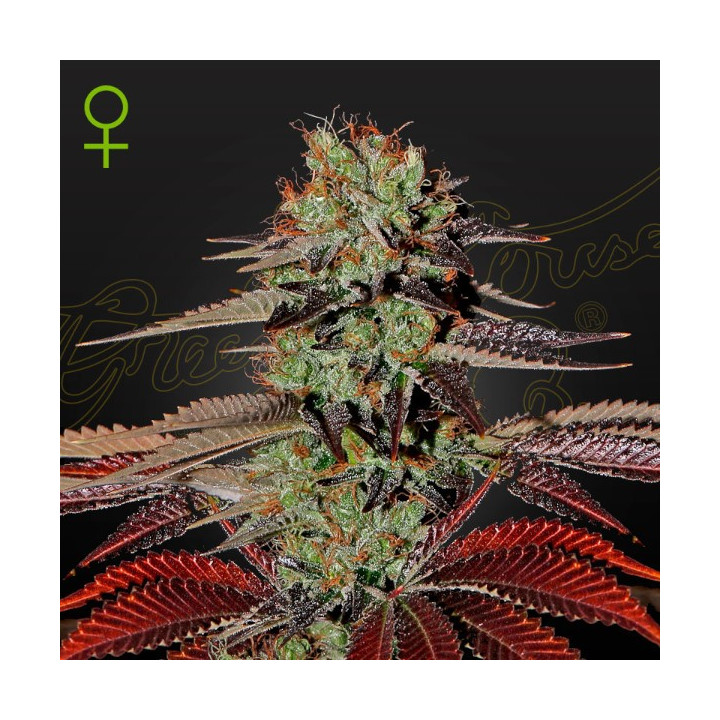 Semillas Autoflorecientes Kings Kush Auto de Green House